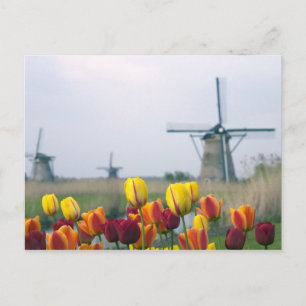 Cartão Postal Moinhos de vento e tulipas ao longo do canal em
