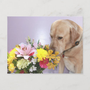 Cartão Postal Moisés Cheira Flores