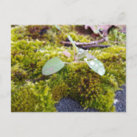 Moisés com flores minúsculas, Primavera despertand