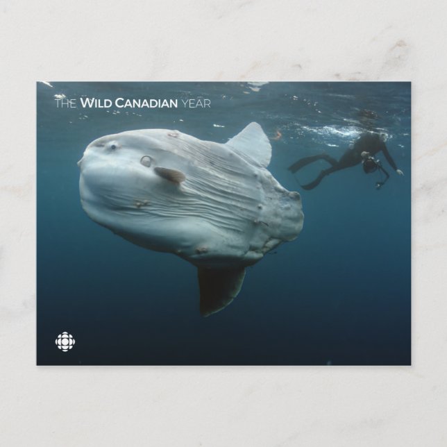 Cartão Postal Mola Mola (Frente)