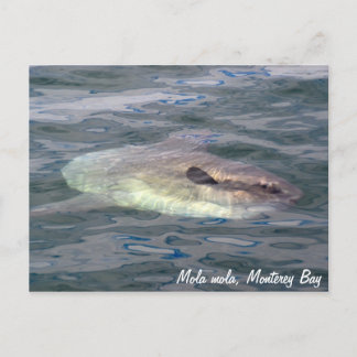 Cartão postal Mola mola (Ocean Sunfish)
