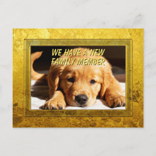 Cartão Postal Moldura Dourada - Forma Retangular 8 Golden Retrie