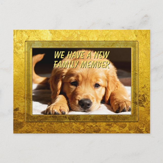 Cartão Postal Moldura Dourada - Forma Retangular 8 Golden Retrie (Frente)