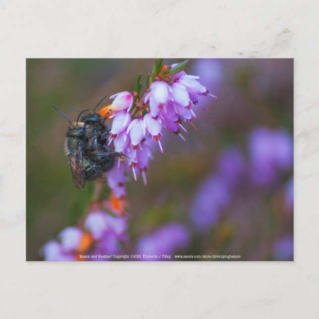 Cartão Postal Mole (Frente)