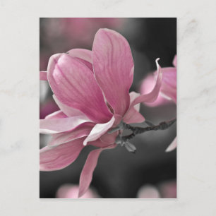 Cartão Postal Molho Rosa Japonês Magnolia