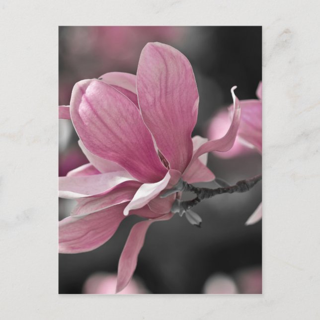Cartão Postal Molho Rosa Japonês Magnolia (Frente)