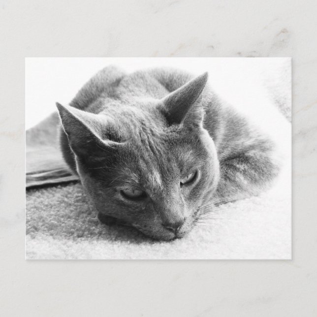 Cartão Postal Mollie (Frente)