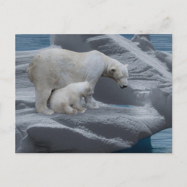 Cartão Postal mom polar bear and baby (Frente)