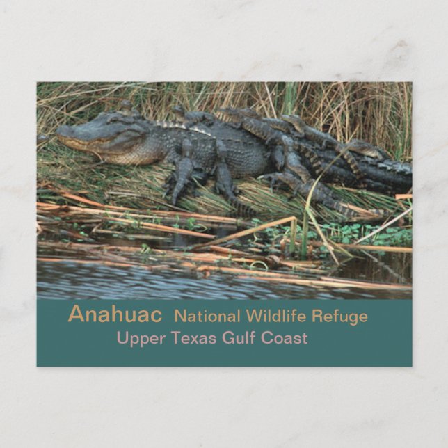 Cartão Postal Moma 'Gator (Frente)