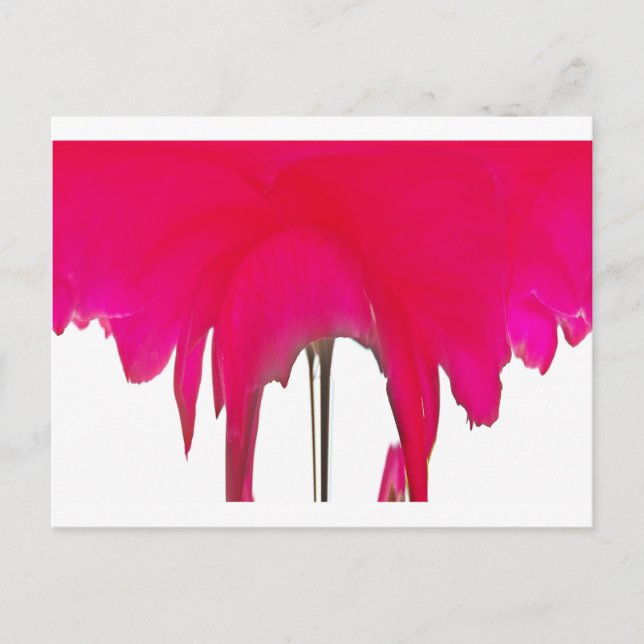 Cartão Postal Momento Capturado: Uma Elegância Petal Rosa vermel (Frente)