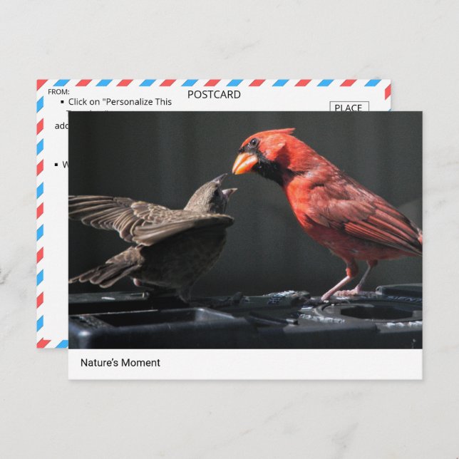 Cartão Postal Momento da Natureza: Interação Cardeal e Sparrow (Frente/Verso)