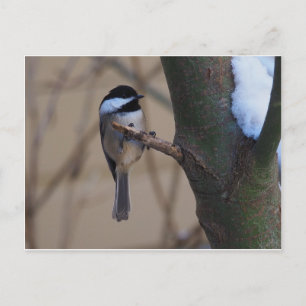 Cartão Postal Momento de Chickadee