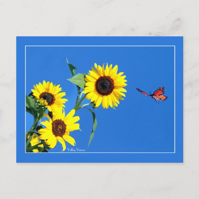 Cartão Postal Monarca com amarelo e azul (Frente)