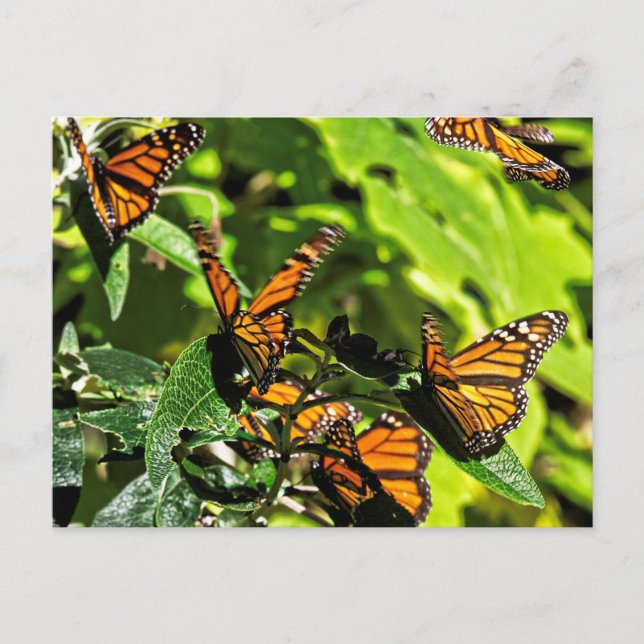 Cartão Postal Monarcas (Frente)