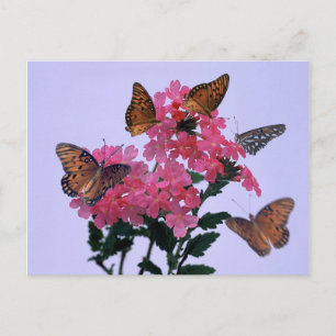 Cartão Postal Monarcas e Penta Rosa