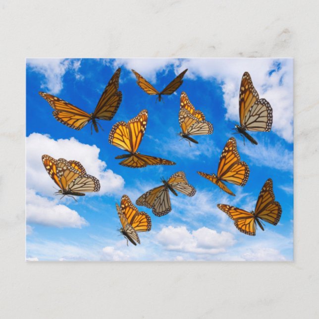 Cartão Postal Monarch butterflies in the sky (Frente)