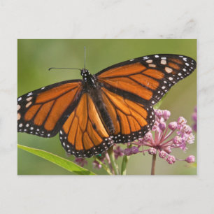 Cartão Postal Monarch Butterfly macho em Swamp Milkweed