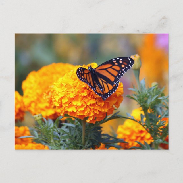 Cartão Postal Monarch Butterfly Marigold Foto (Frente)