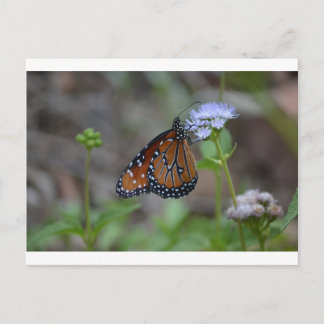 Cartão Postal Monarch Butterfly na série Butterfly da LellO