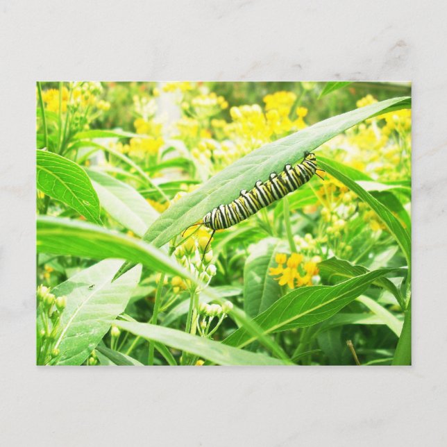 Cartão Postal Monarch Caterillar (Danaus plexippus) (Frente)