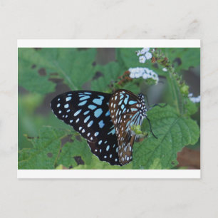 CARTÃO POSTAL MONARRANHA BURACA AZUL RAR QUEENSLAND AUSTRÁLIA