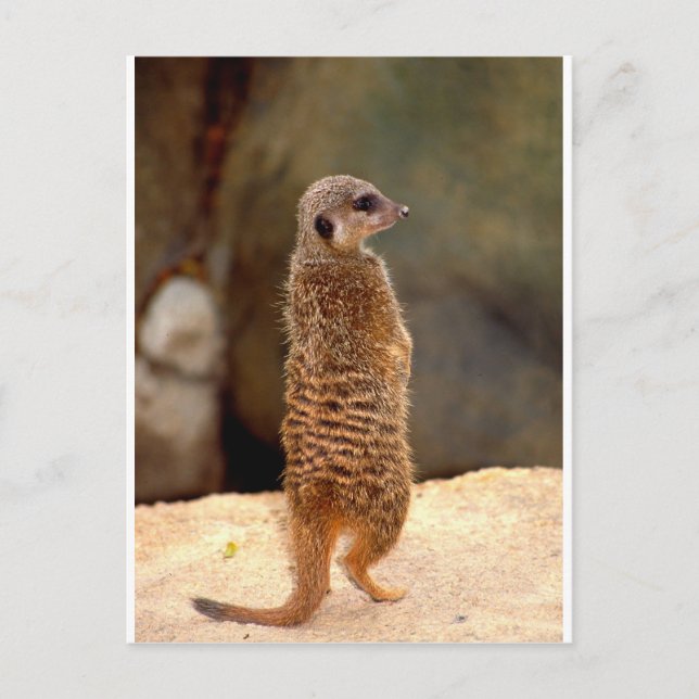 Cartão Postal Mongoose10 (Frente)