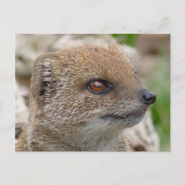 Cartão Postal Mongoose amarela (Frente)