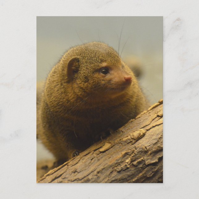 Cartão Postal Mongoose um Ramal de Árvore (Frente)