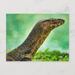 Cartão Postal Monitor Lizard