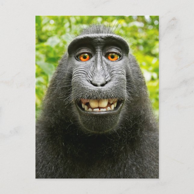 Cartão Postal Monkey Selfie (Frente)