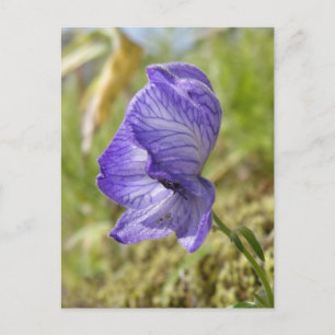 Cartão Postal Monkshood Branco, Ilha de Unalaska