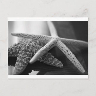 Cartão Postal Mono de peixes-estéreis