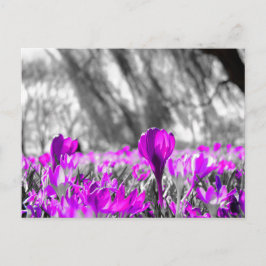 Cartão Postal Monocromático da Flor Púrpura Preta