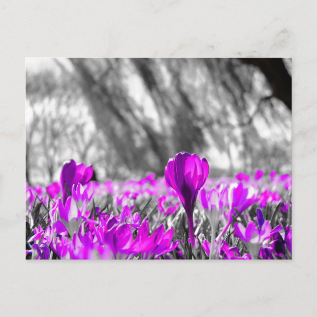 Cartão Postal Monocromático da Flor Púrpura Preta (Frente)