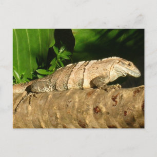 Cartão Postal Monsta