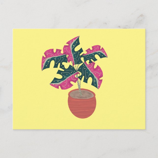 Cartão Postal Monstera: Planta variegada, rosa e verde (Frente)