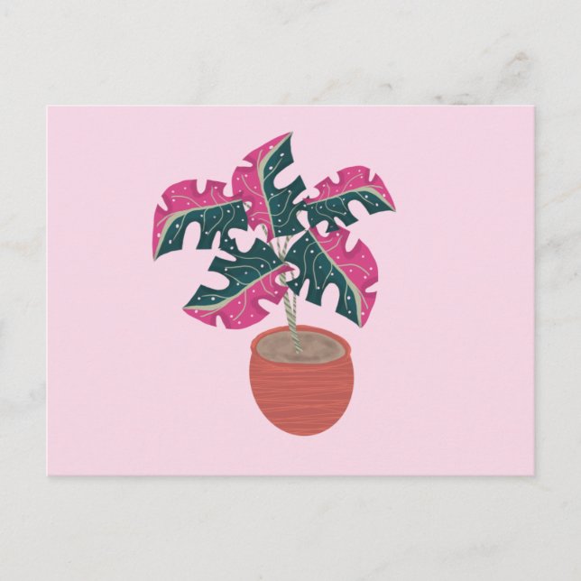 Cartão Postal Monstera: Planta variegada, rosa e verde (Frente)