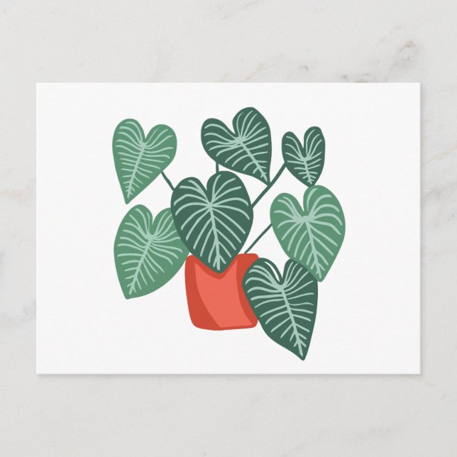 Cartão Postal Monstera variada (Frente)