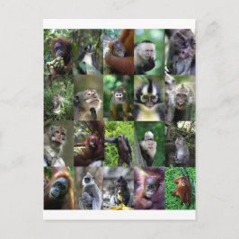 Cartão Postal Montagem de primatas macacos