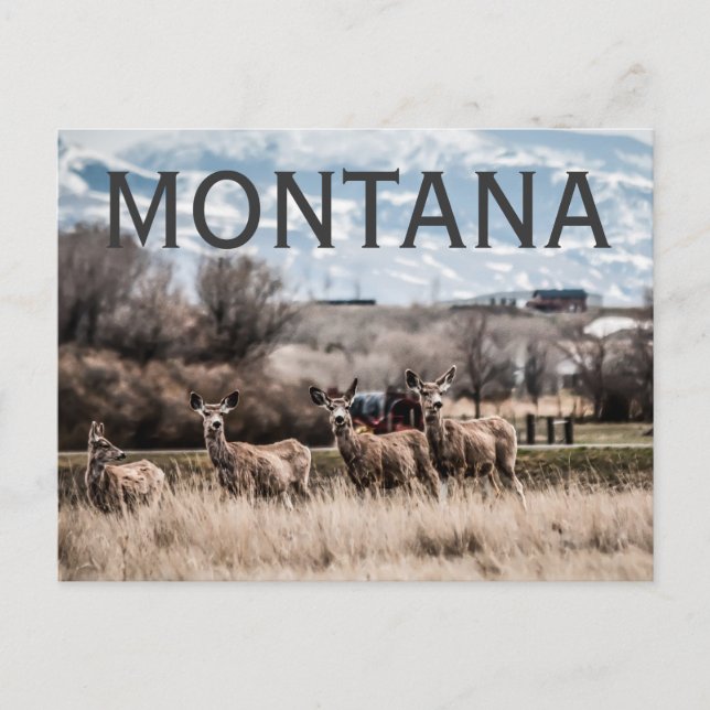 CARTÃO POSTAL MONTANA (Frente)