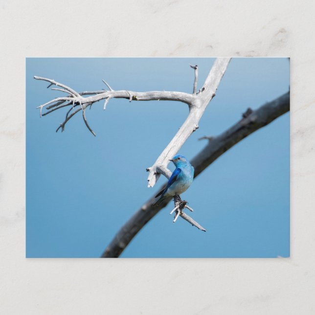 Cartão Postal Montanha Bluebird (Frente)