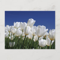 Montanha de tulipas brancas contra um céu azul