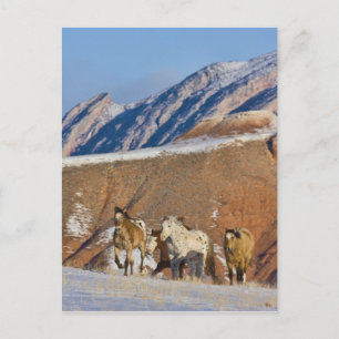 Cartão Postal Montanhas Big Horn, Cavalos correndo
