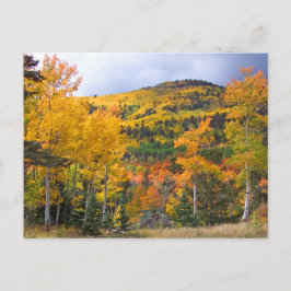 Cartão Postal Montanhas do Colorado Rocky Aspen Árvores Caem Fol
