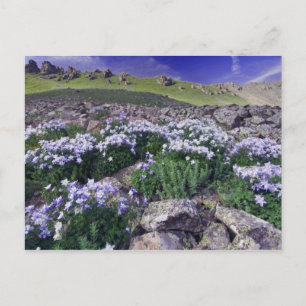 Cartão Postal Montanhas e flores silvestres em prado alpino,