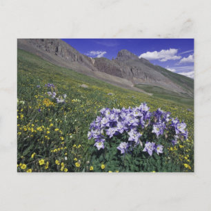 Cartão Postal Montanhas e flores silvestres em prado alpino, Azu