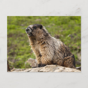 Cartão Postal Montanhas Rocky Murmeltier