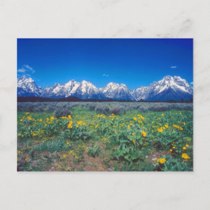 Cartão Postal Montanhas Teton e Flores Silvestres