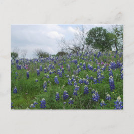 Cartão Postal Monte do Bluebonnet