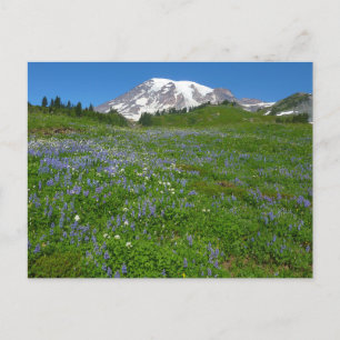 Cartão Postal Monte Rainier com Lupinos Roxos